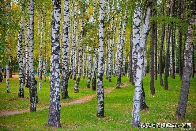 内蒙呼伦贝尔旅游必去景点介绍呼伦贝尔最全旅游攻略行前必看！(图8)