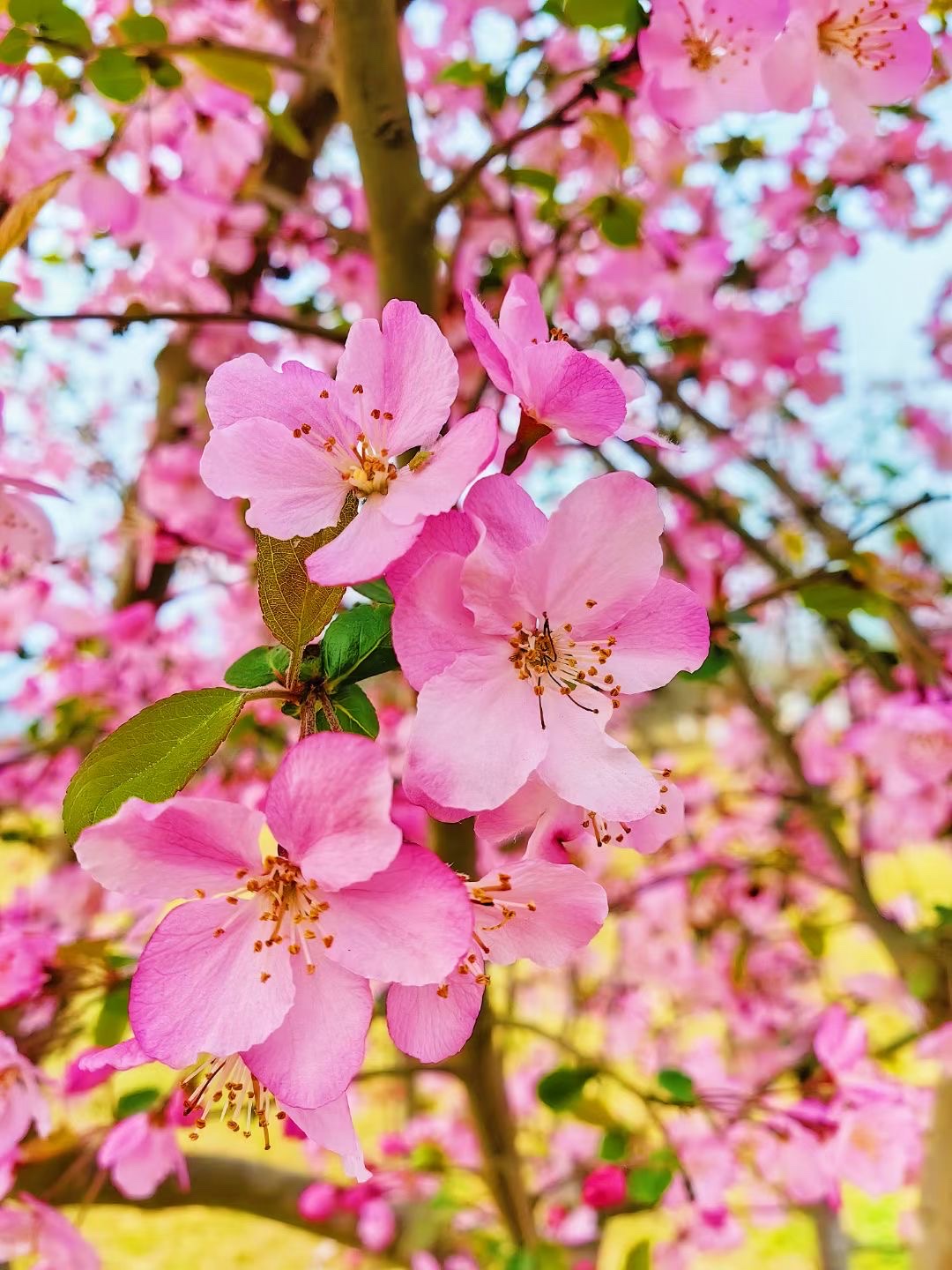 户外踏青赏花正当时 带火骑行、咖啡、旅拍经济(图2)